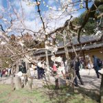 偕楽園　梅　240224